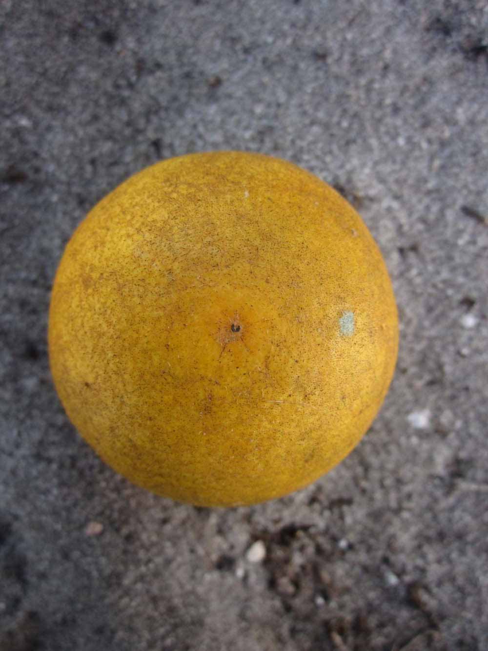              Fruit (Winter Haven, FL)       